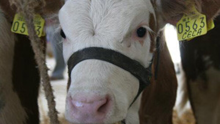 Bukovačka i ravnokotarska govedina za saudijske šeike