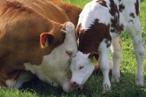 Hrvatska govedina može u Australiju i Novi Zeland