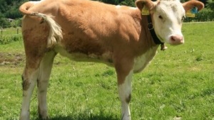 Udruga Baby-Beef započela izvoz junadi u Libiju