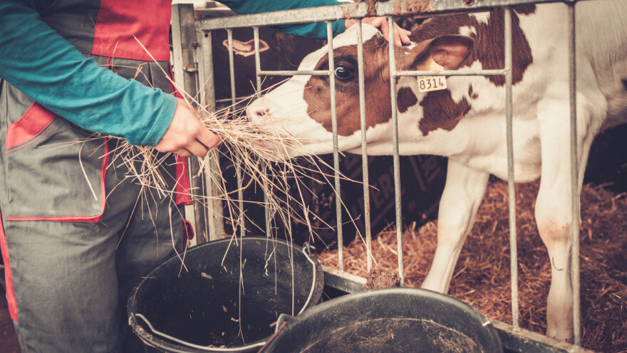 Najbolji način uvođenja suve hrane u ishrani teladi