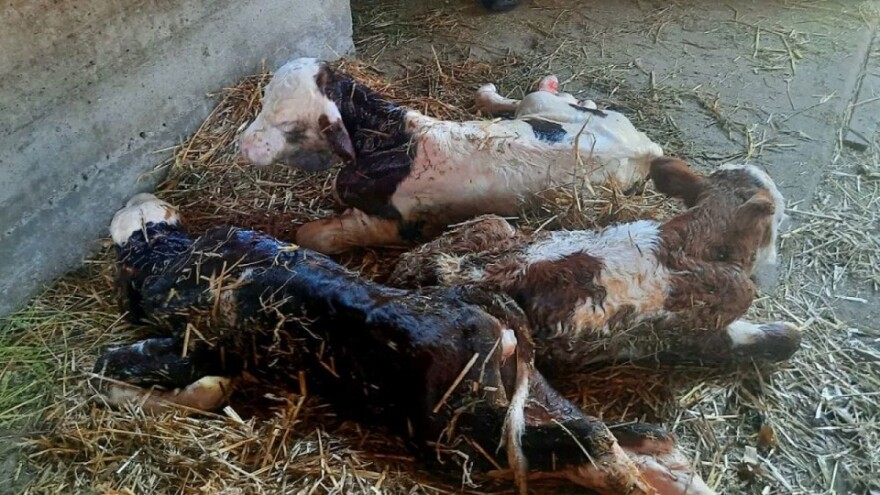 Rijetkost u govedarstvu - krava otelila trojke