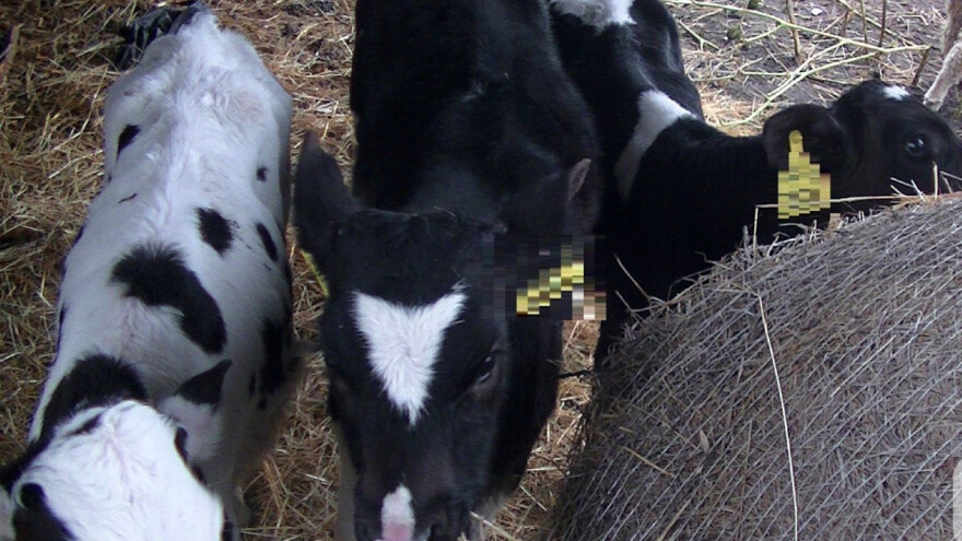 Šokantni uslovi za životinje i hranu u mađarskoj ilegalnoj klanici
