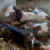 Retkost u govedarstvu: Krava u Šumadiji otelila trojke