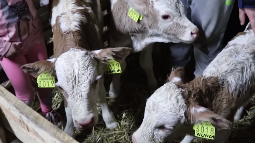 Telići trojke Đuro, Vilmica i Đaklin - zdravi i veseli fenomen