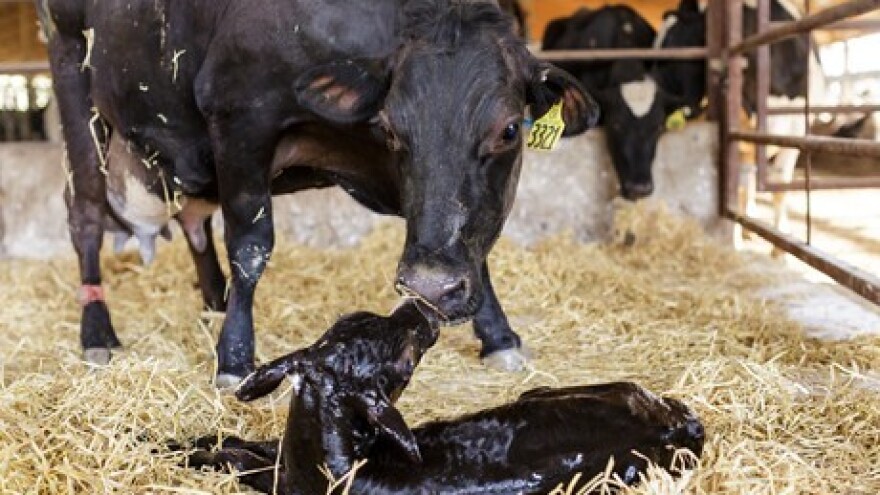 Problemi teljenja u sustavu krava-tele