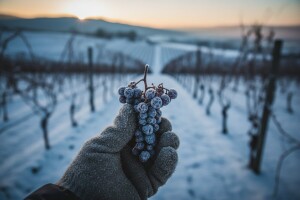 Temperature su idealne za ledenu berbu