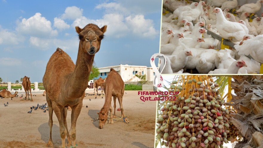 10 zanimljivosti o poljoprivredi Katara