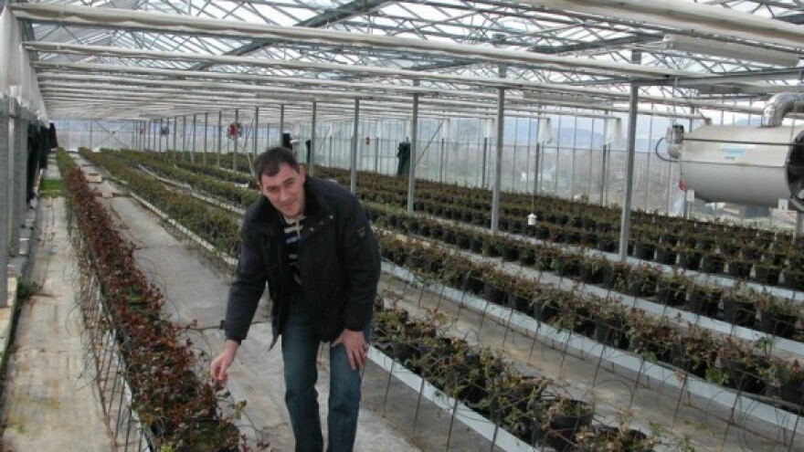 Promrzle ruže će naslijediti raštika