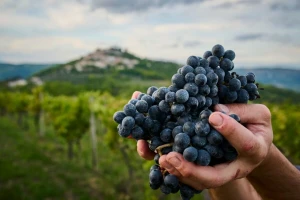 Istarska vina dominirala na Decanterovu regionalnom ocjenjivanju