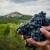 Istarska vina dominirala na Decanterovu regionalnom ocjenjivanju