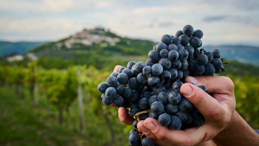Istarska vina dominirala na Decanterovu regionalnom ocjenjivanju