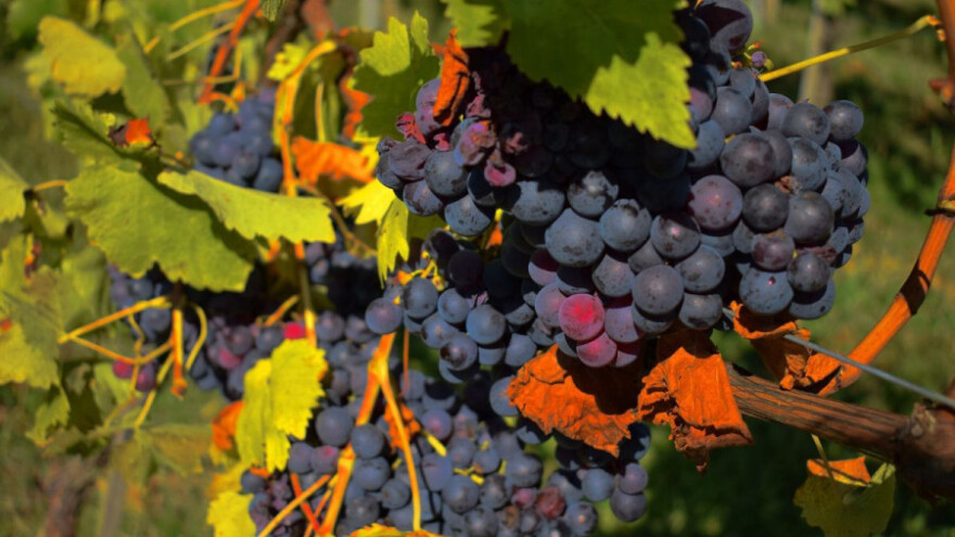 Vina uz oznaku sorta Teran - Hrvatska Istra