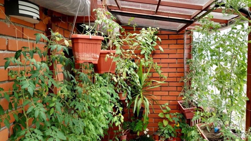 Povrće na terasi: Ručno oprašivanje, a zalivanje sistemom "kap po kap"?