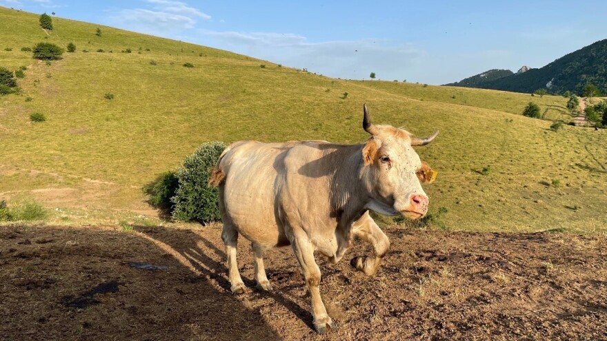Vučković: Krš je izuzetan potencijal, pokušat ćemo osigurati legalno korištenje zemljišta