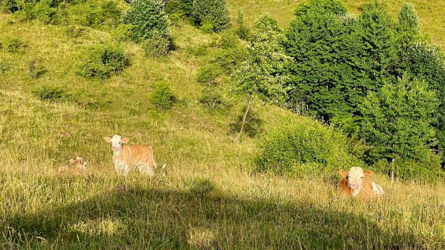 Zakup šumskog zemljišta: Objavljen Javni poziv za prikupljanje ponuda