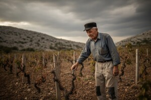 Teška godina za težake Dalmacije