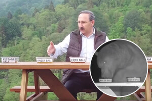 "Zaposlio" medvjede da degustiraju med i shvatio da imaju istančan ukus