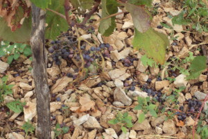 Divlje svinje poharale vinograde: ograđujemo, ostavljamo pse u nasadu, upaljene traktore, bacamo petarde. Ništa ne pomaže
