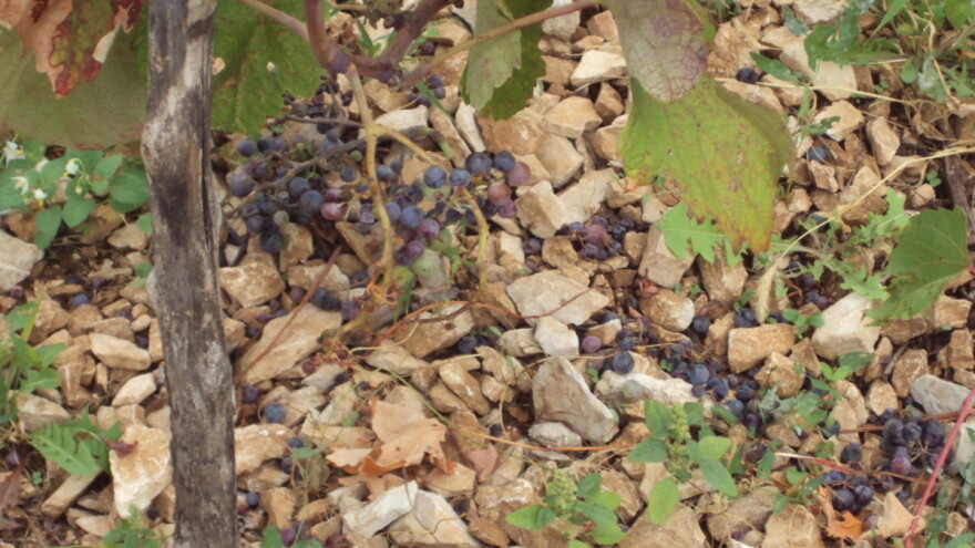 Divlje svinje poharale vinograde: ograđujemo, ostavljamo pse u nasadu, upaljene traktore, bacamo petarde. Ništa ne pomaže