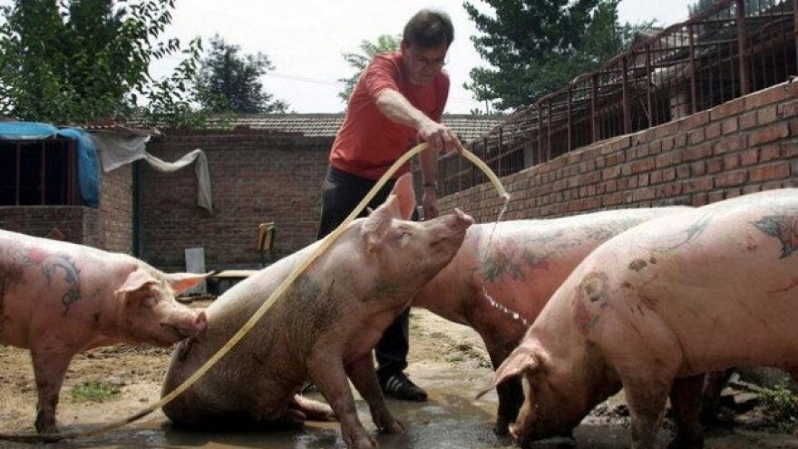 Iz klanice pravac u atelje - svinje s tetovažama!