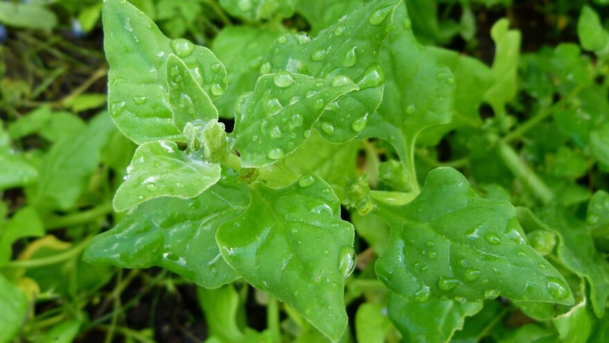 Kako uzgojiti novozelandski špinat