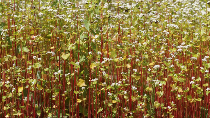 Heljda - super hrana najviše poznata Zagorcima