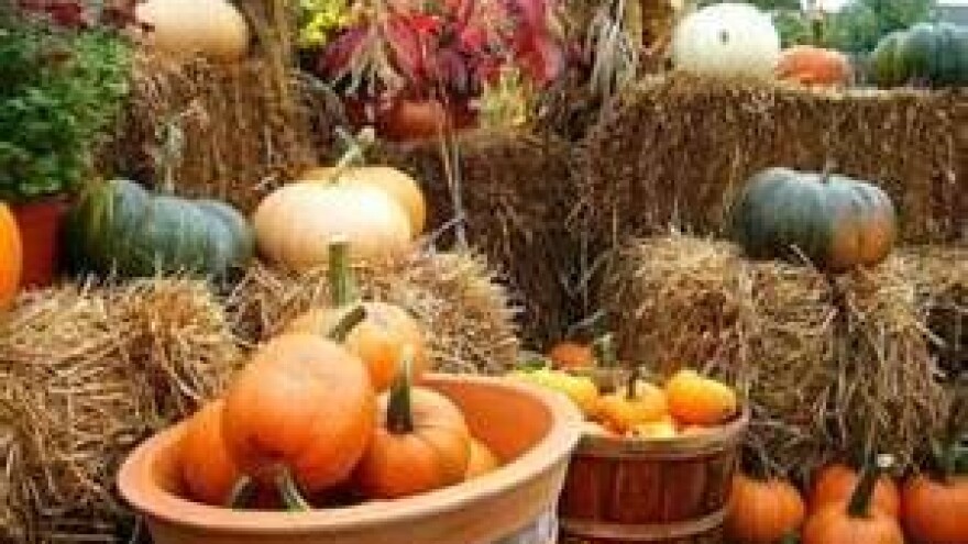 Vinkovačka bundeva najteža