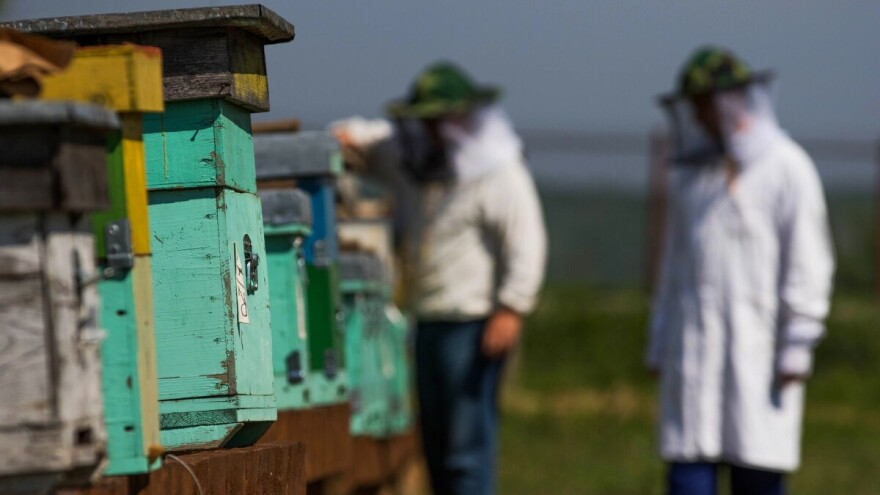 Evropska komisija povećava potporu sektoru pčelarstva EU za 12 miliona evra