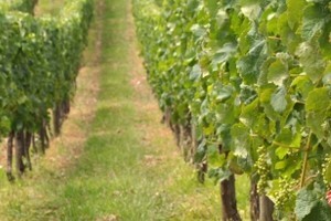 Plants Protector Thiofer u vinogradu