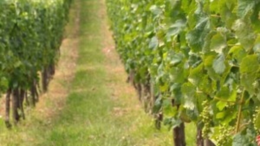 Plants Protector Thiofer u vinogradu