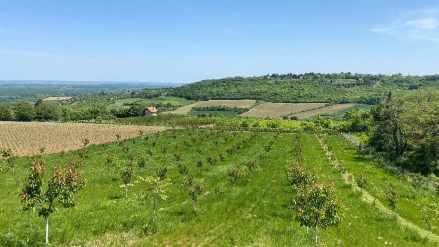 Kajsija se može gajiti na organski način, a štititi koprivom?