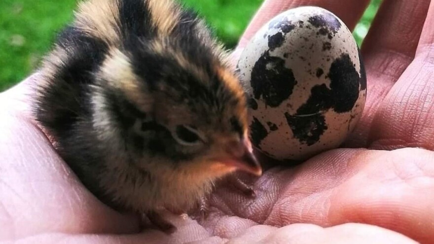 Koje su važne stavke u uzgoju prepelica?