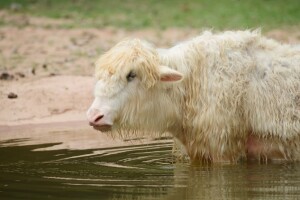 Smušen kupio tibetansku kravu preko interneta