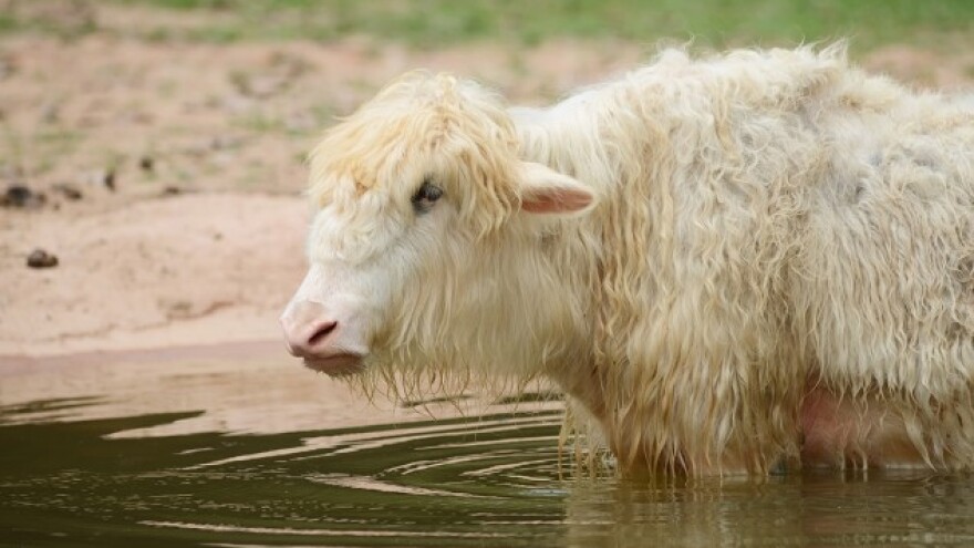 Smušen kupio tibetansku kravu preko interneta