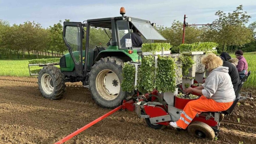 Zašto ove godine proizvođači duhan sade na više hektara nego lani?