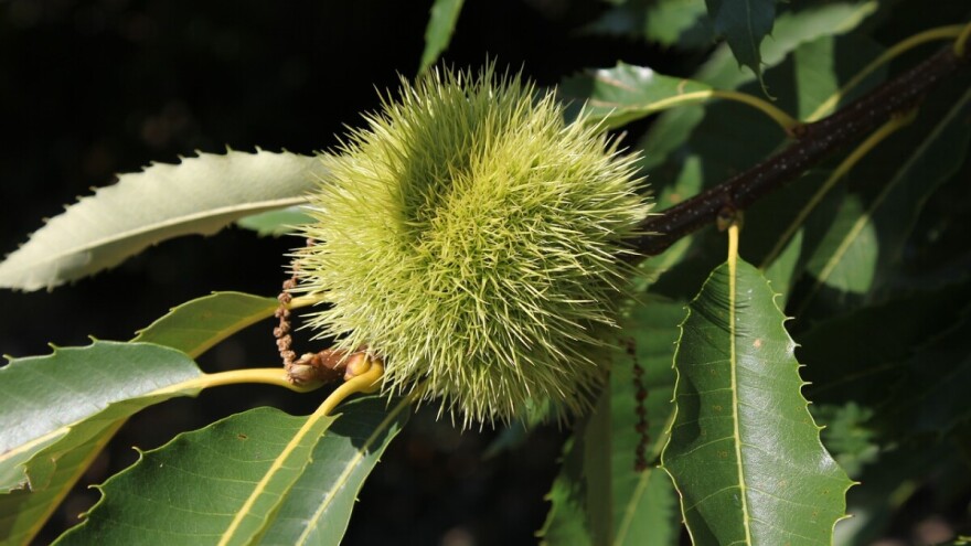 Zaštita i promocija kestena - edukacije u tri grada