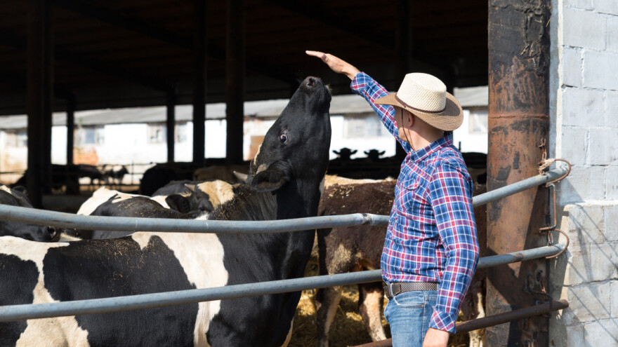Drama u štali - tigar među kravama