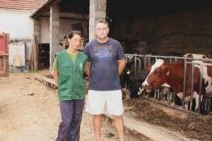 Prodaje stado muznih krava jer više ne može preživjeti