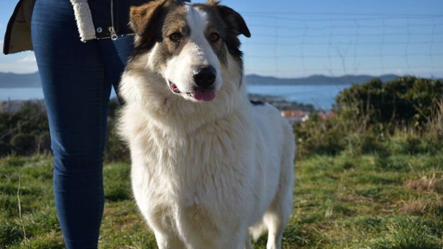 Kujica Tia daruje krv, a nitko je neće udomiti!