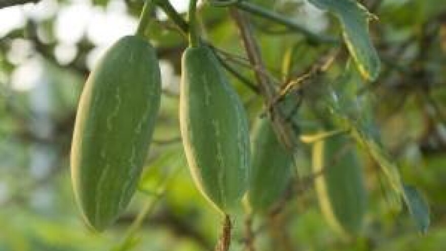 Spužva koja nije morska, a raste i u Slavoniji