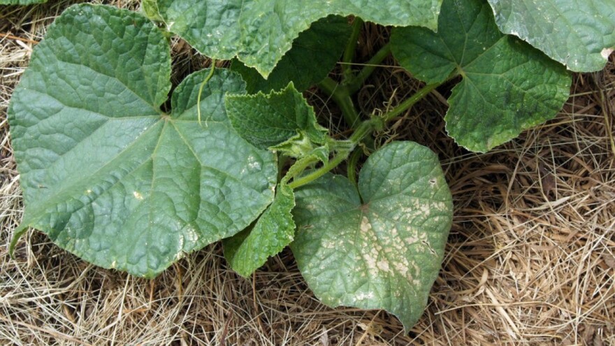 Plamenjača tikvenjača: Kako je prepoznati, spriječiti i liječiti?