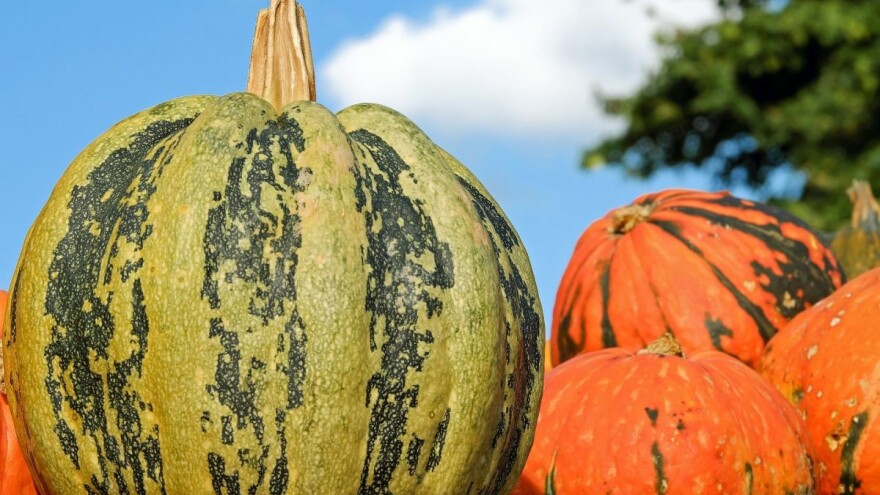 Ulje od semena tikve golice iz Horgoša ovenčano svetskim priznanjima za kvalitet