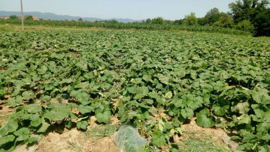 Prednost uzgoja muskatne tikve - može dugo da se čuva nakon berbe