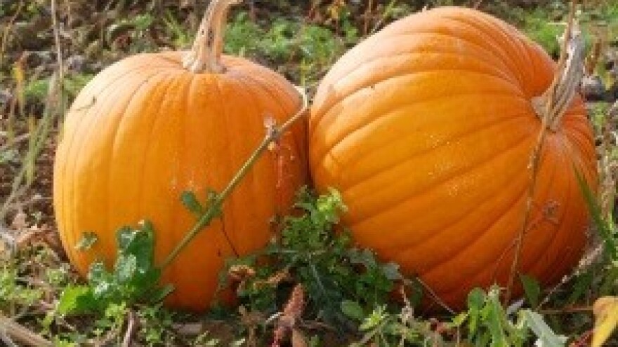 Zaštita tikvi od lisnih ušiju