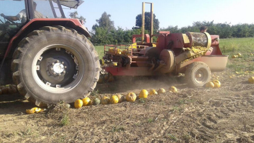 Uzorna seoska žena razvila svoj brend Tikvarići!