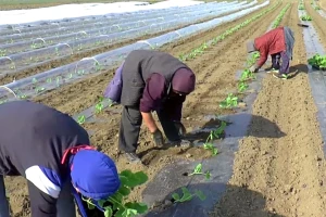 Iznošenje tikvica na otvoreno polje - vodite računa o navodnjavanju