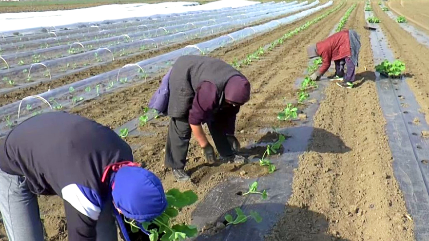 Iznošenje tikvica na otvoreno polje - vodite računa o navodnjavanju