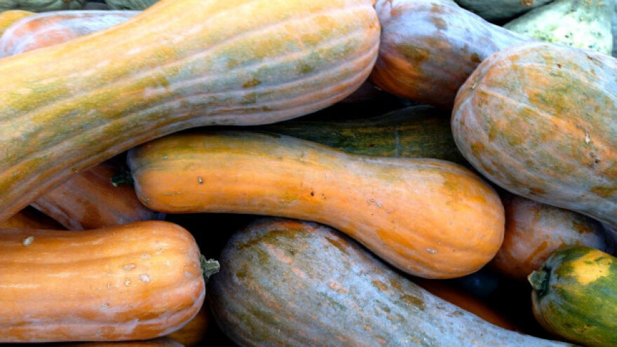 Dobra zarada na semenkama tikava