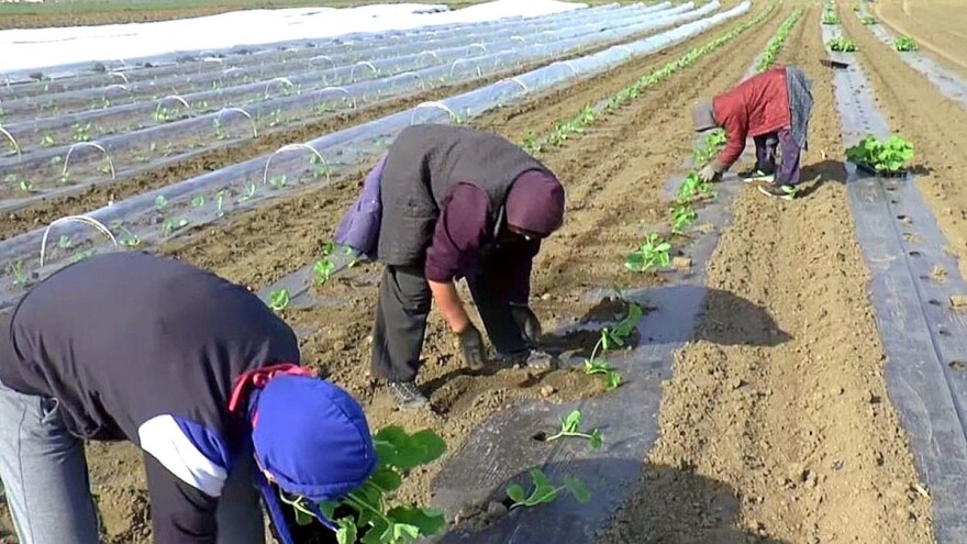 Sedam miliona za razvoj sektora voća, povrća i šumskih plodova u Federaciji BiH