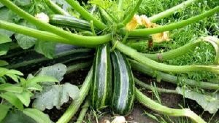 EU želi regulirati kultivaciju svog voća i povrća